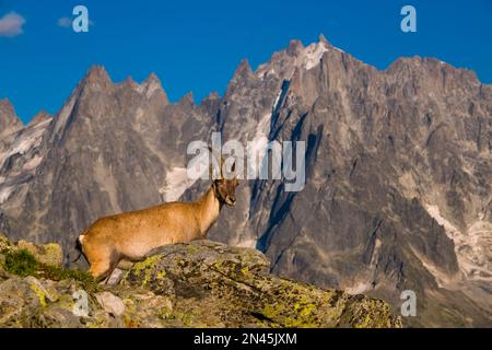 A female Alpine Ibex (Capra ibex) standing on a rocky ridge, slopes and cliffs of the Mont Blanc massif in the distance. Stock Photo