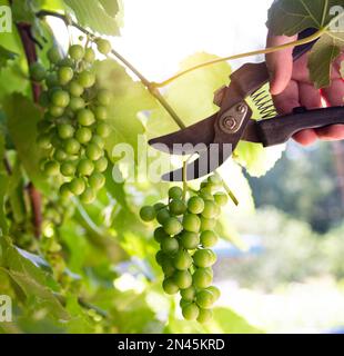 a gardener cuts a large bunch of yellow-green grapes with secateurs on a sunny day in summer, close-up Stock Photo