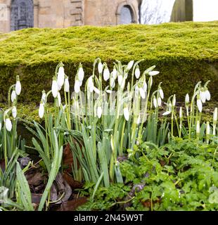 Common Snowdrops growing in churchyard 2023 Stock Photo