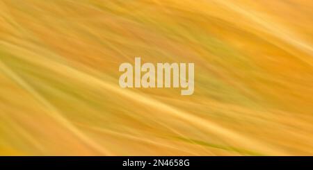 Yellow Abstract Horizontal Background Stock Photo