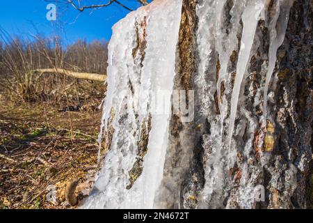 Icicles on a tree stump in the forest Stock Photo