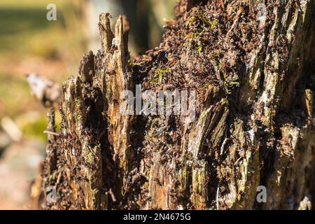 Ant colony on a tree stump Stock Photo