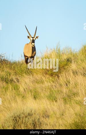 Oryx gazelle stands on top of a hill observing, looking down into camera. Kalahari, South Africa Stock Photo