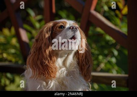 Portrait of Cavalier King Charles Spaniel, Blenheim. Dog sits. Stock Photo