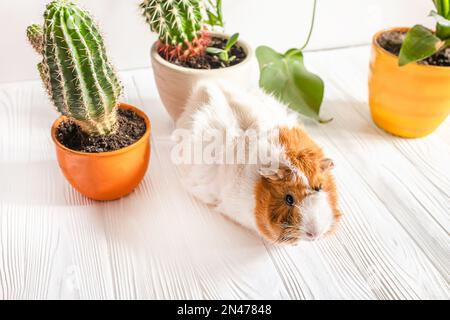 A cute guinea pig runs between pots of houseplants. Pet care. Stock Photo