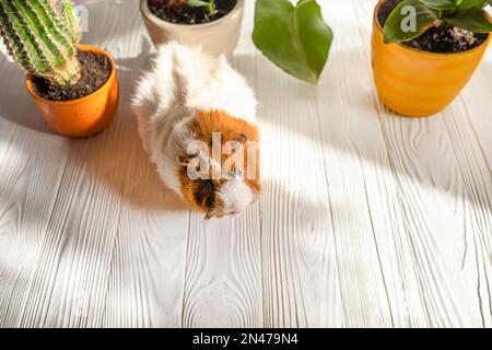 A cute guinea pig runs between pots of houseplants. Pet care. Stock Photo