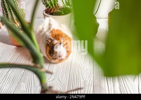 Cute moss pig in a conservatory among domestic plants. Stock Photo