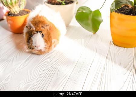 A cute guinea pig runs between pots of houseplants. Pet care. Stock Photo