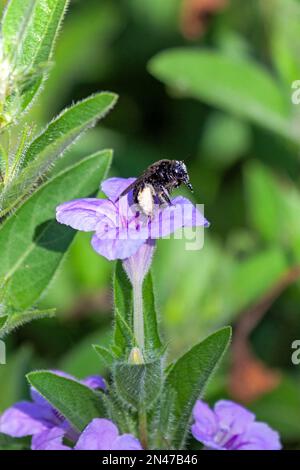 A blacl log-horned bee filled with pollen climbs out of a wild violet petunia. Stock Photo