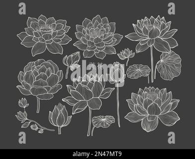 Lotus Flowers with leaves Sketch. Black outline vector illustration ...