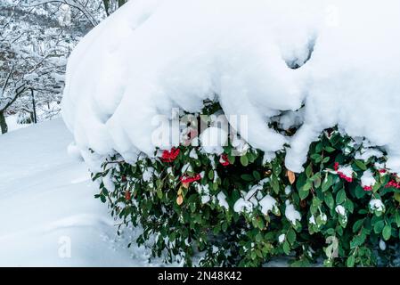 Green foliage plant covered with snow. Winter time season red wild cranberry tree. Ornamental plant covered with snow. Branches of Red Berries, Cotone Stock Photo