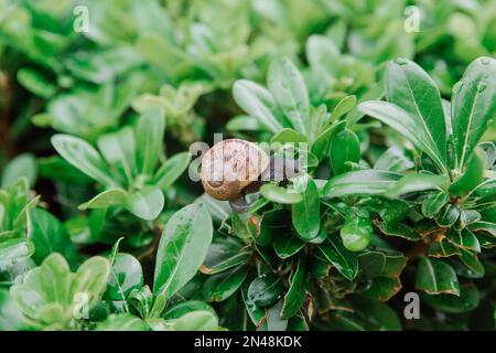 Big snail sitting on green leaves after rain. Achatina snail in nature Stock Photo