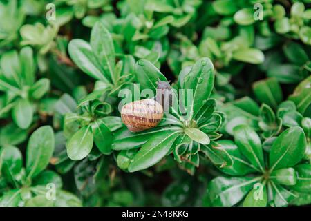Big snail sitting on green leaves after rain. Achatina snail in nature Stock Photo