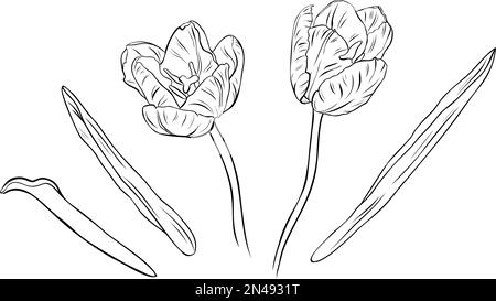 vintage tulip illustration, tulip flower drawing, pencil realistic tulip  drawing, realistic tulip flower drawing - MasterBundles