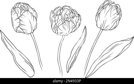 Hand Drawing of a Realistic Tulip Stock Illustration - Illustration of  flora, design: 123252200