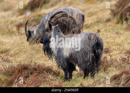 Feral Goat (Capra hircus) mature male billy goats in a snow shower, Glen Strathfarrar, Inverness-shire, Scotland, April 2017 Stock Photo