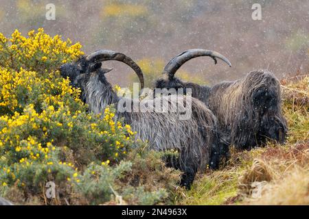 Feral Goat (Capra hircus) mature male billy goats browsing gorse bush (Ulex europaeus) in snow shower, Glen Strathfarrar, Inverness-shire, Scotland Stock Photo