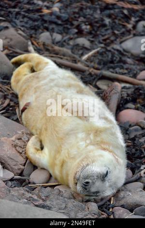 Newborn grey seal with umbilical cord Stock Photo - Alamy