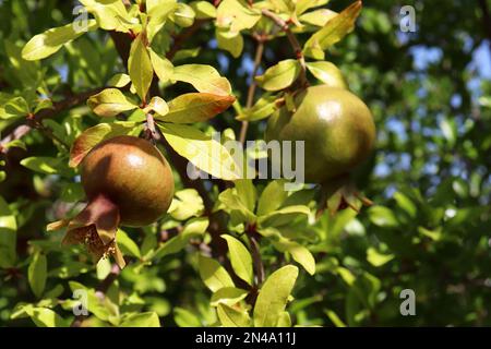 Pomegranate fruits ripens on a tree branch in tropical garden Stock Photo