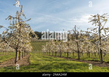 Blooming cherry trees in orchard, Kressbronn am Bodensee, Baden-Wuerttemberg, Germany Stock Photo