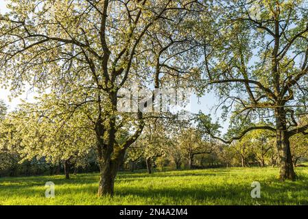 Blooming cherry trees on meadow orchard, Baden-Wuerttemberg, Germany Stock Photo