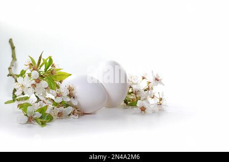 Two white Easter eggs and a branch of wild cherry flowers on a light background, seasonal spring and holiday greeting card, copy space, selected focus Stock Photo