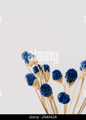 Decorative branch dry plant with blue flowers on white background. Front view. Minimal flowers background. Front view Stock Photo