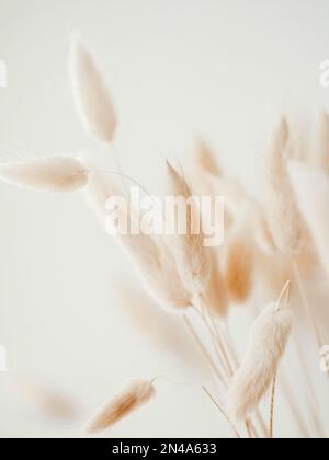 Dry beige lagurus on white background. Floral background of dry flowers. Front view, copy space Stock Photo