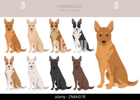 Canaan dog clipart. Different poses, coat colors set.  Vector illustration Stock Vector