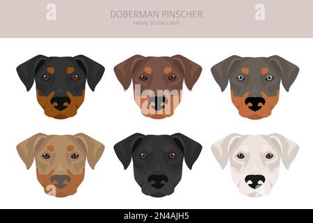 Doberman pinscher dogs clipart. Different poses, coat colors set.  Vector illustration Stock Vector