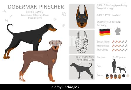 Doberman pinscher dogs clipart. Different poses, coat colors set.  Vector illustration Stock Vector