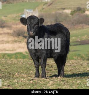 Welsh Black cow Stock Photo