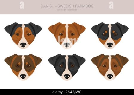 Danish swedish farmdog clipart. Different poses, coat colors set ...