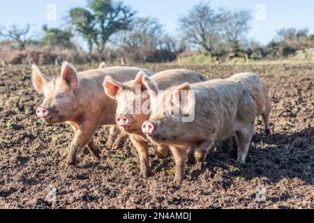 three piglets in a muddy field Stock Photo