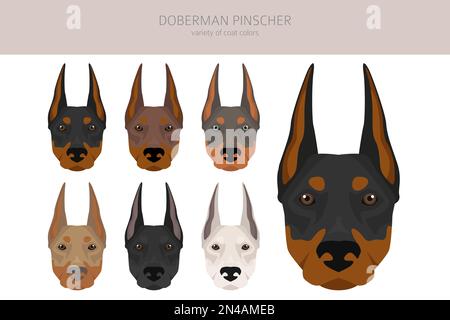 Doberman pinscher dogs clipart. Different poses, coat colors set.  Vector illustration Stock Vector