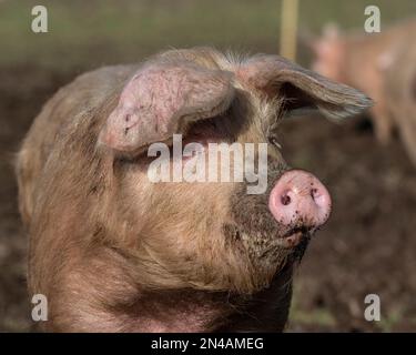 close up of a free range pig Stock Photo
