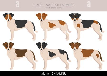 Danish swedish farmdog clipart. Different poses, coat colors set ...