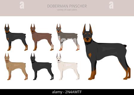 Doberman pinscher dogs clipart. Different poses, coat colors set.  Vector illustration Stock Vector