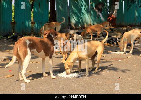 stray dogs eating rice in Mumbai in India Stock Photo - Alamy