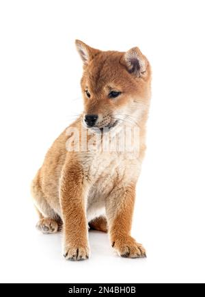 young shiba inu in front of white background Stock Photo