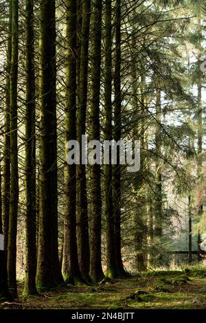 spooky tree trunks in a forest Stock Photo