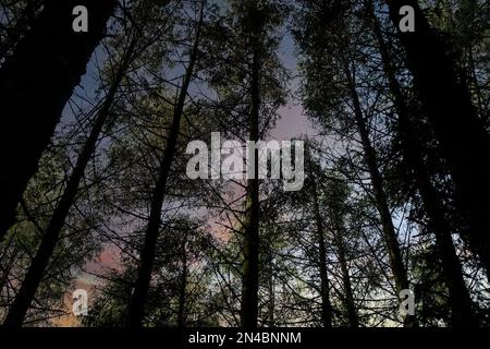 spooky tree trunks in a forest Stock Photo