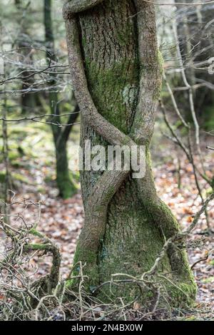 ivy stems on a tree trunk Stock Photo