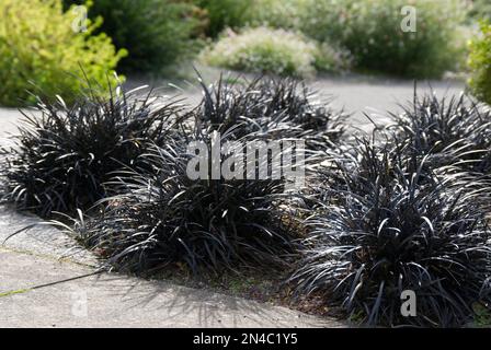 Plants of ornamental black grass Ophiopogon planiscapus 'Nigrescens' growing in a bed in a UK garden September Stock Photo