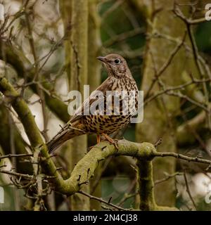 Adult Song Thrush (Turdus philomelos) perched on branch Stock Photo