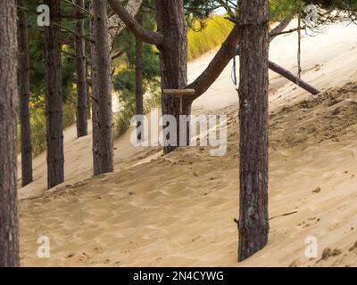 Sand dune shifting in the wind with forest pine trees buried under the moving sands Stock Photo