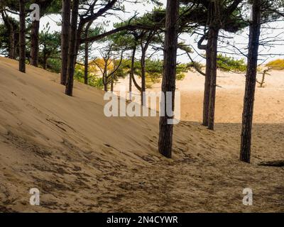 Sand dune shifting in the wind with forest pine trees buried under the moving sands Formby Point UK Stock Photo