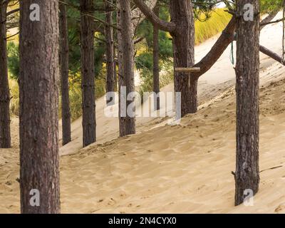 Sand dune shifting in the wind with forest pine trees buried under the moving sands Stock Photo