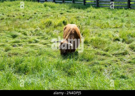 A Highland cattle (Bos taurus taurus) grazing in a fresh grass field on a summer day Stock Photo