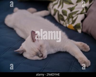 Blue eyed eyes British shorthair kitten cream catkin colorpoint with gray tips Stock Photo
